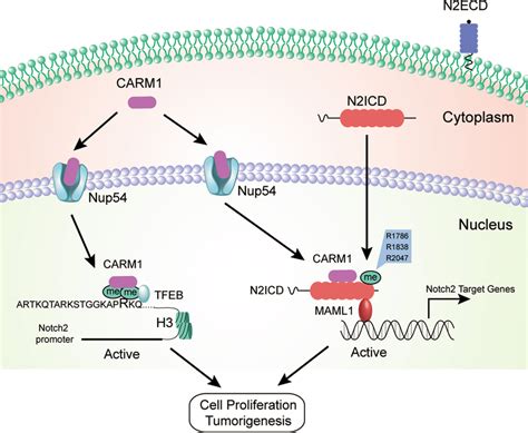 Schematic Diagram Of Carm1 Promotes Gastric Cancer Cell Proliferation Download Scientific