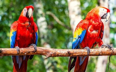 Listos para liberación de 10 guacamayas rojas en Copán Ruinas Diario