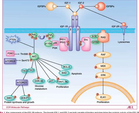 Figure 1 From Targeting The Insulin Like Growth Factor Receptor 1r