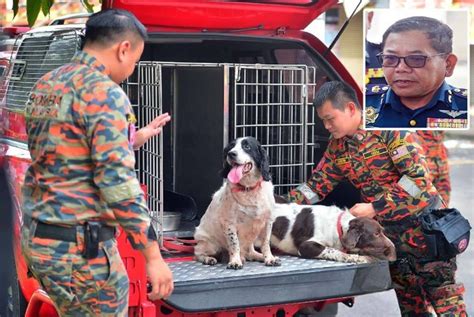 Kebakaran Jakel Khidmat Anjing K Akan Dipakai Untuk Kesan Unsur Jenayah