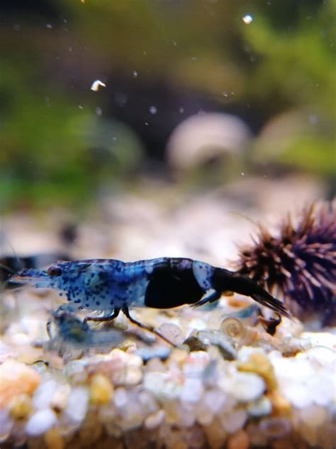 Krewetki Neocaridina Blue Carbon Rili 15 sztuk Dąbrowa Kup teraz na