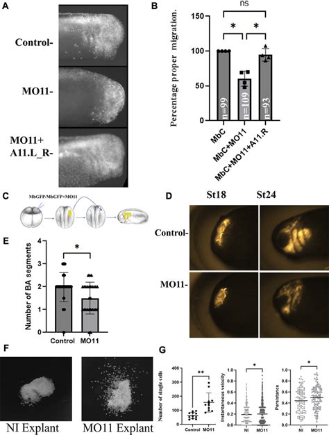 Adam Knock Down Affects Cranial Neural Crest Cell Migration A