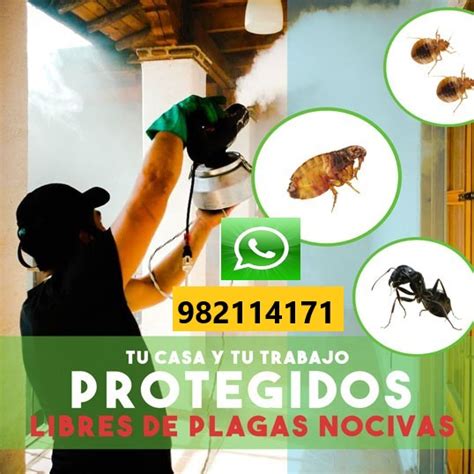 DESINSECTACION FUMIGACIONINSECTOS En Playa Punta Rocas