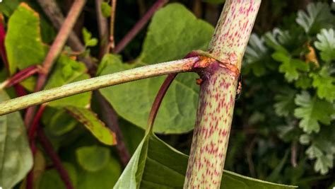 How To Identify Japanese Knotweed Knotweed Identification Guide