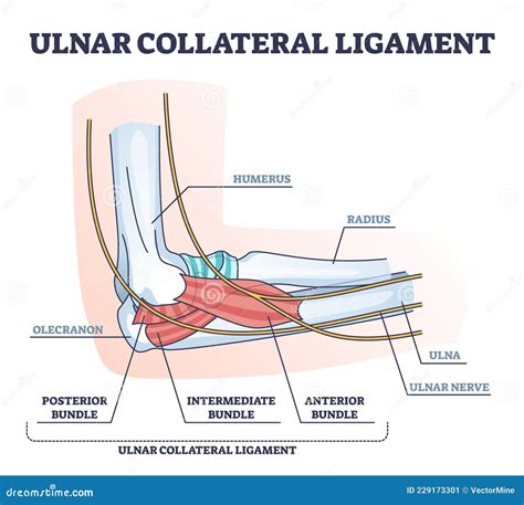 Ulnar Collateral Ligament Or UCL With Anatomical Structure Outline