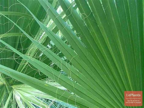 Вашингтония нитеносная (Washingtonia filifera) — описание, выращивание ...