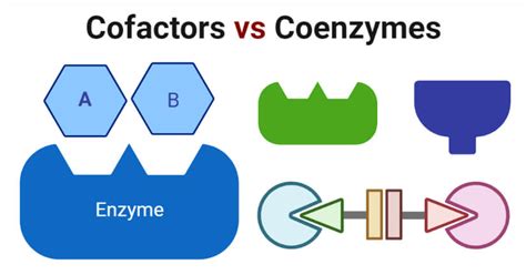 Cofactors Vs Coenzymes Definition Key Differences Examples