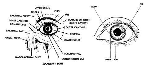 Conjunctival Sac