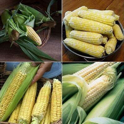 14 corn varieties early mid late varieties NON-GMO heirloom seeds ...