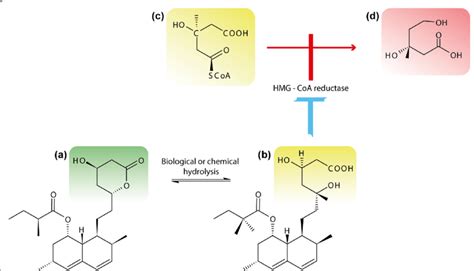 Hydrolysis Of Lovastatin Lactone And The Similarity Between The