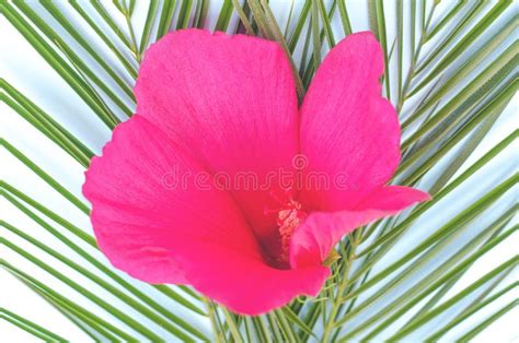 Large Tropical Flower Of Pink Color On Palm Branches Stock Image