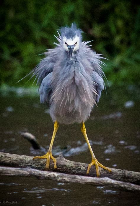 Feather Tailed Stories: White-faced Heron, Australia