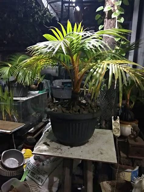 Cara Membuat Bonsai Kelapa Yang Indah Utakatikotak