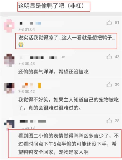 女星发微博寻宠物鸭结果被人吃掉了，警方：若构成犯罪可立案 澎湃号·媒体 澎湃新闻 The Paper