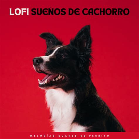 Lofi Sue Os De Cachorro Melod As Suaves De Perrito Album By Colores