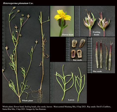 Heterosperma Pinnatum The Arizona Native Plant Society