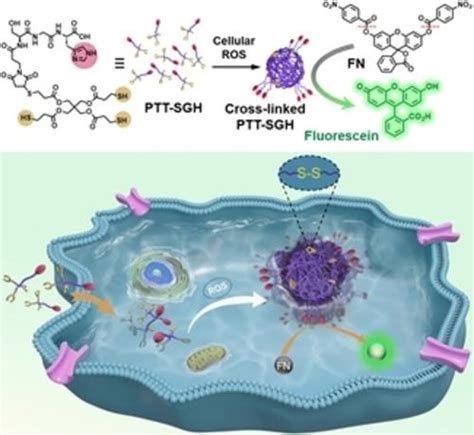 基于 Ros 触发的人工酶细胞内交联的癌细胞选择性荧光成像angewandte Chemie International Edition