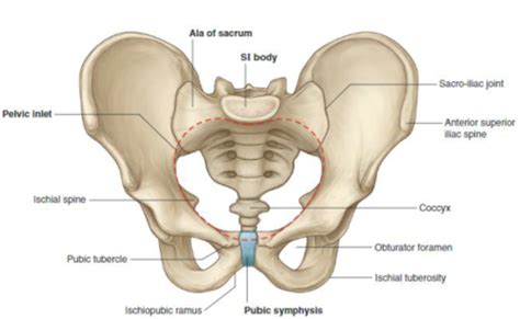 Pelvis And Hip Flashcards Quizlet