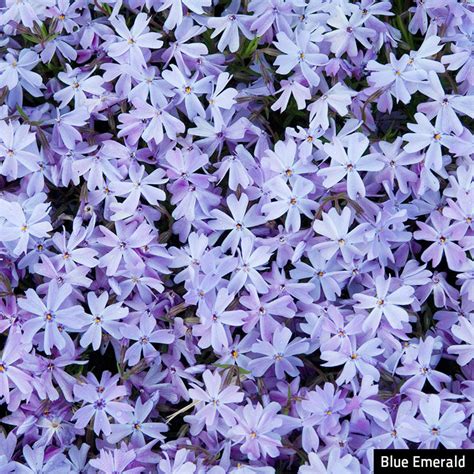 Emerald Blue Creeping Phlox Ground Covers From Gurneys