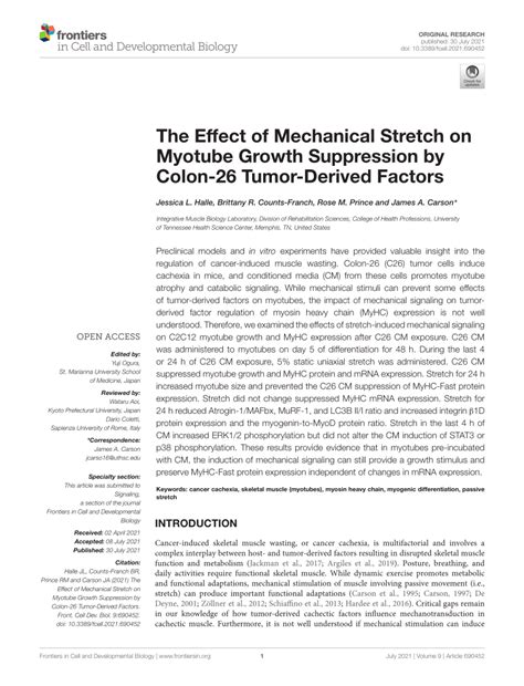 Pdf The Effect Of Mechanical Stretch On Myotube Growth Suppression By