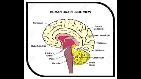 Simple Brain Diagram