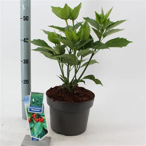 Aucuba Japonica Rozannie Plant Wholesale Floraccess