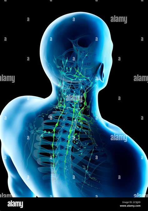 Cervical Lymph Nodes Stockfotos Und Bilder Kaufen Alamy