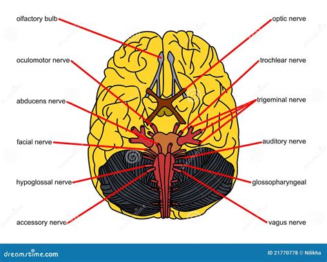 Brain Parts In Top View Royalty Free Stock Photos Image 21770778