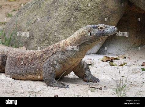 Profilo Del Drago Di Komodo Immagini E Fotografie Stock Ad Alta