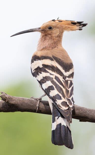 Premium Photo Eurasian Hoopoe Upupa Epops Closeup Of A Bird Sitting