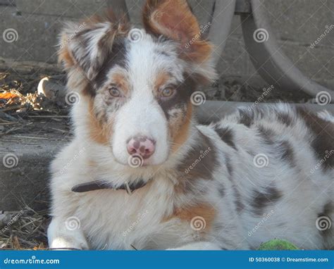 Red Merle Aussie Pup Stock Photo Image 50360038