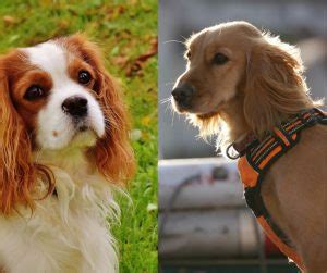 King Charles Spaniel Vs Cavalier Breed Differences Explained