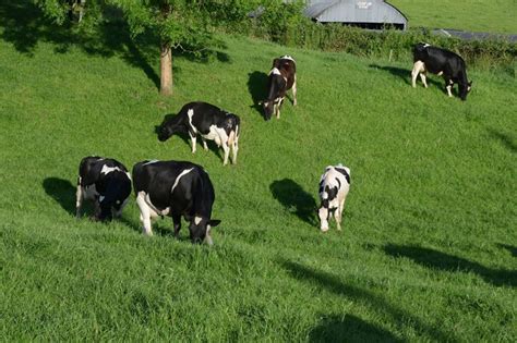 2018 Are You Considering Dairy Farming Teagasc Agriculture And