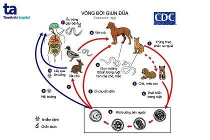 Cần hiểu đúng bệnh giun đũa chó mèo ở người