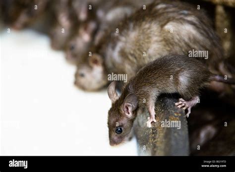 Holy Rats Are Served Milk At Karni Mata Temple Rat Temple In Deshnok