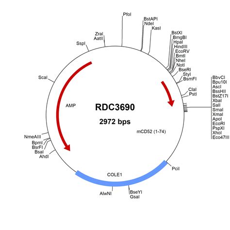 Mouse CD52 NP 038734 1 VersaClone CDNA RDC3690 R D Systems