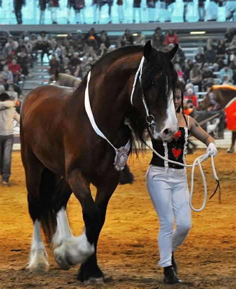 Vladimir Heavy Draft (Russia) | Draft horses, Horses, Warmblood horses
