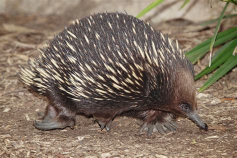 File:Echidna - melbourne zoo.jpg - Wikipedia