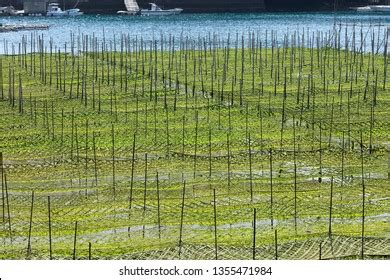 On Japan Sticks Used Cultivation Laver Stock Photo 1355471984 ...