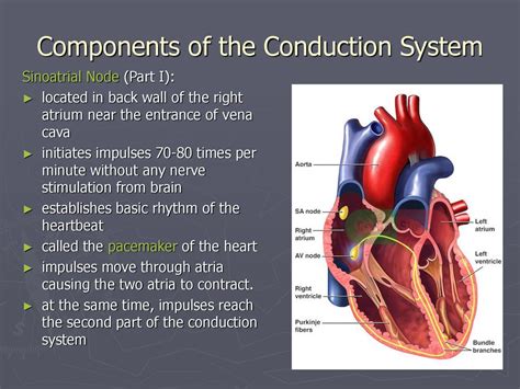 Heart Conduction System Ppt Download