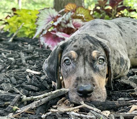 Akc Merle Tanpoint Great Dane Great Dane Puppies For Sale In Missouri