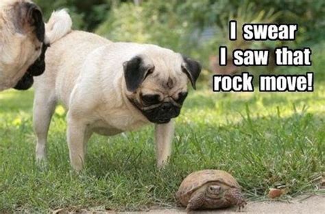 101 Lovable Pug Memes That Are Too Puggin' Cute