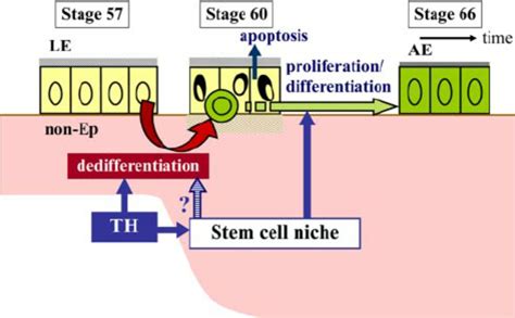 Schematic Illustration Showing The Development Of Intestinal Stem Cells