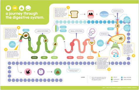 The Basic Guide To Digestion