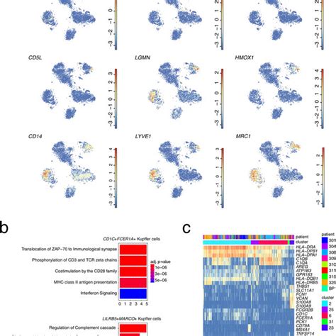 Scrna Seq Reveals Cell Types In The Adult Human Liver A An Outline Download Scientific