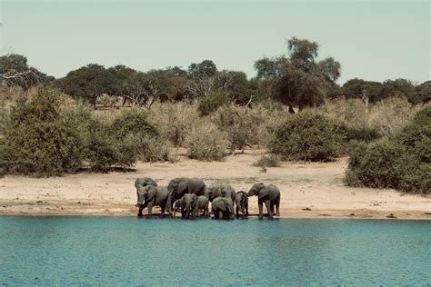 Safari at sunset: Live virtual visit with elephants in South Africa | Journal of African Elephants