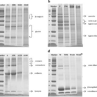 SDS PAGE Profiles Of Protein Gels A S Soy Protein Isolate S90