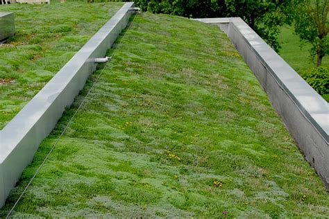 Il Tetto Verde Pellegrini Giardini