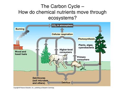 Ppt Food Chains Trophic Levels Powerpoint Presentation Free