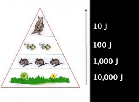 Embeddedimage The A Level Biologist Your Hub